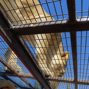 Tour Safari (Zoológico)