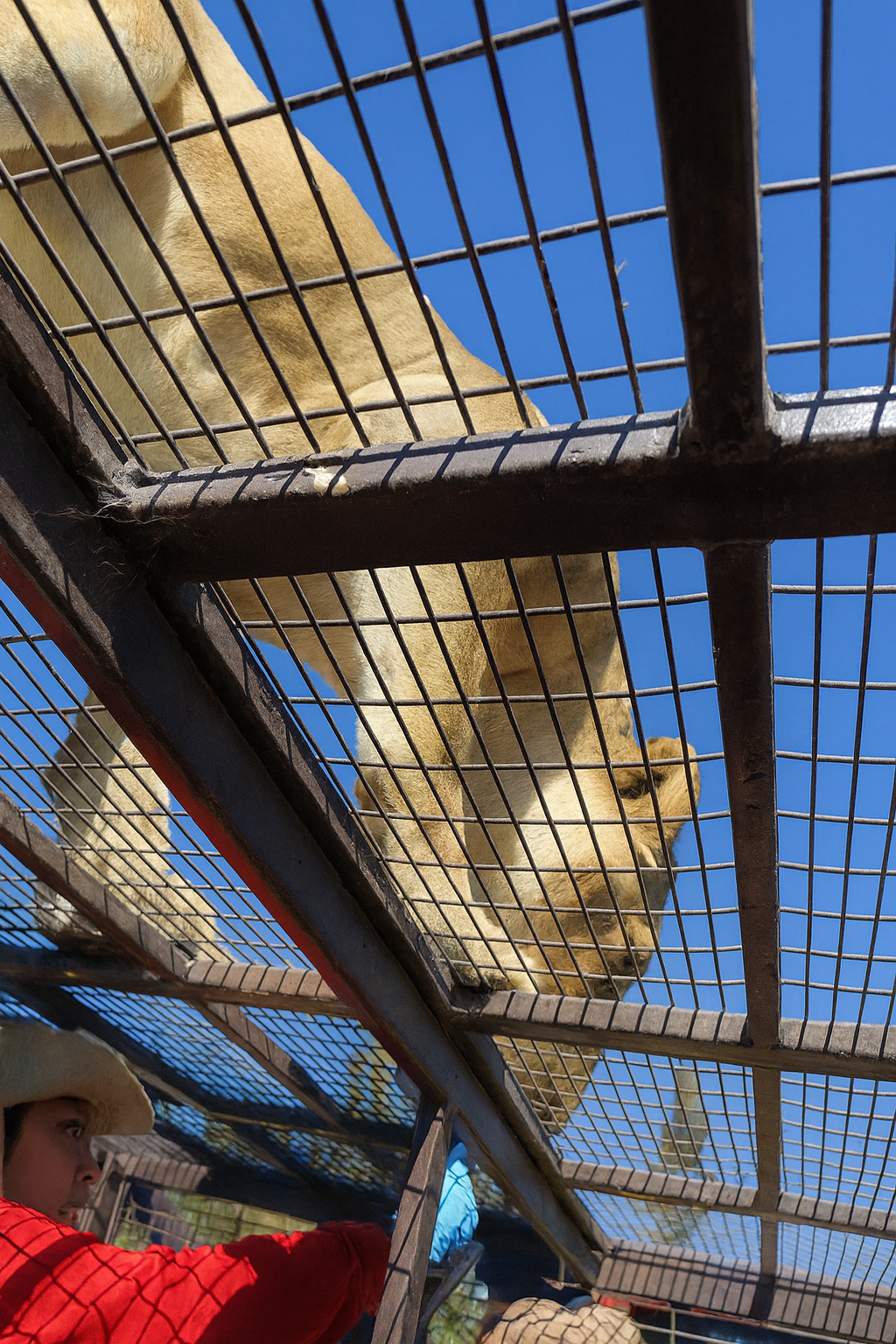 Tour Safari (Zoológico)