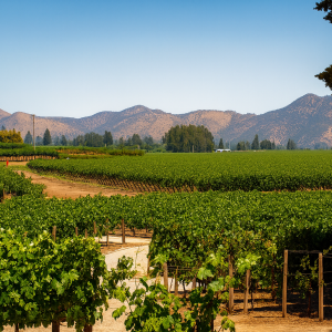 Viña Concha y Toro Casa Marquez